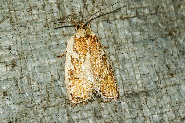<em>Euchaetis rhizobola</em>, moth. Murray Explored Bioscan.