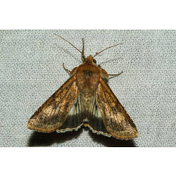 <em>Helicoverpa punctigera</em>, Australian Bollworm Moth. Murray Explored Bioscan.