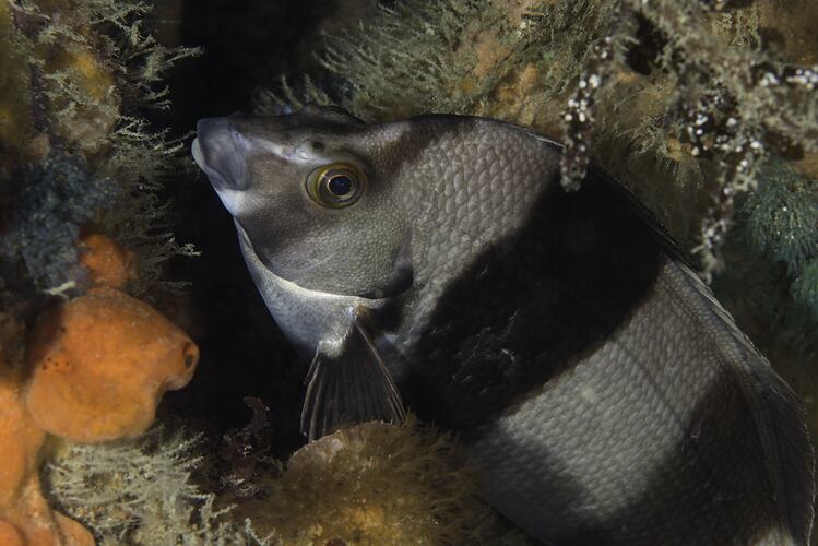Side view of black and white-striped fish nestled on a reef.