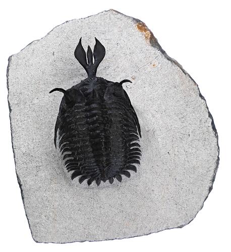 Dorsal view of trilobite with trident-like protrusion at front.