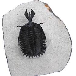 Dorsal view of trilobite with trident-like protrusion at front.
