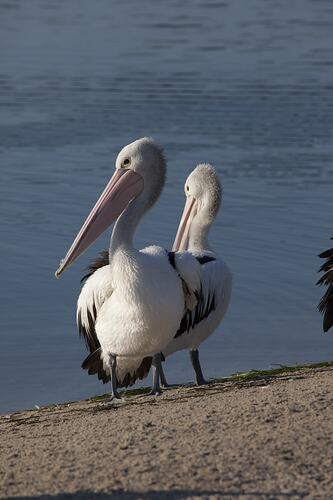 <em>Pelecanus conspicillatus</em>, Australian Pelican. Gippsland, Victoria.