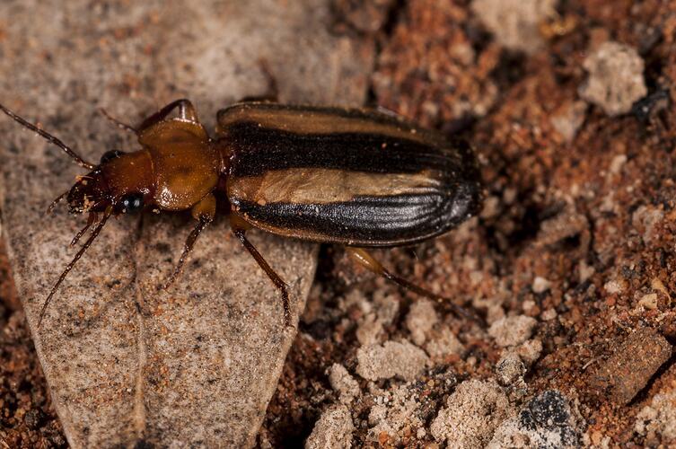 <em>Demetrida</em> sp., beetle. Neds Corner, Victoria.