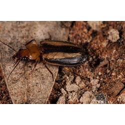 <em>Demetrida</em> sp., beetle. Neds Corner, Victoria.