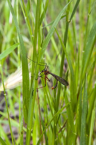 Order Odonata, dragonfly. Murray Explored Bioscan.