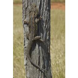 Bearded dragon climbing up a wooden pole.