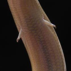 Detail of vetigial lizard legs.
