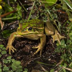 Green and brown frog on damp vegetation.
