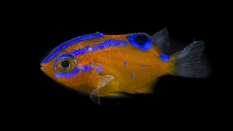 Bright orange fish with blue stripes, side view.