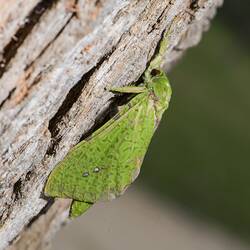 Green moth on bark.