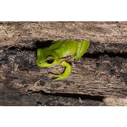 Southern leaf green tree frog.