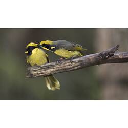 Two yellow and black birds on branch.