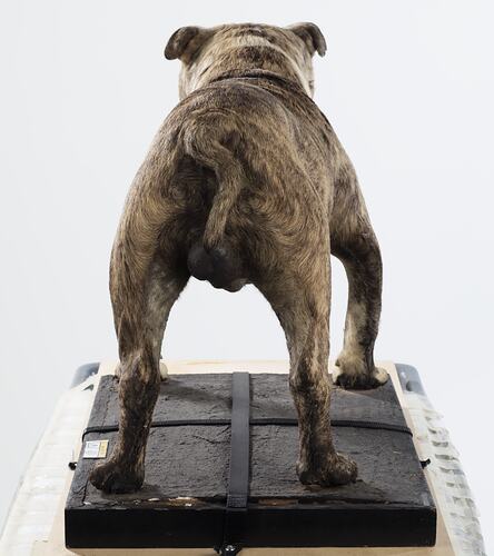 Rear view of taxidermied bulldog specimen.