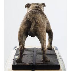 Rear view of taxidermied bulldog specimen.