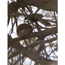 Bird landing by bird nest in tree.