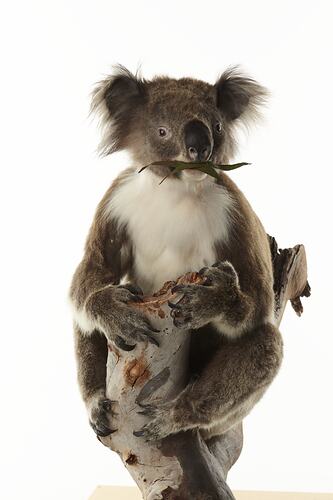 Taxidermied koala with leaf in mouth on branch.