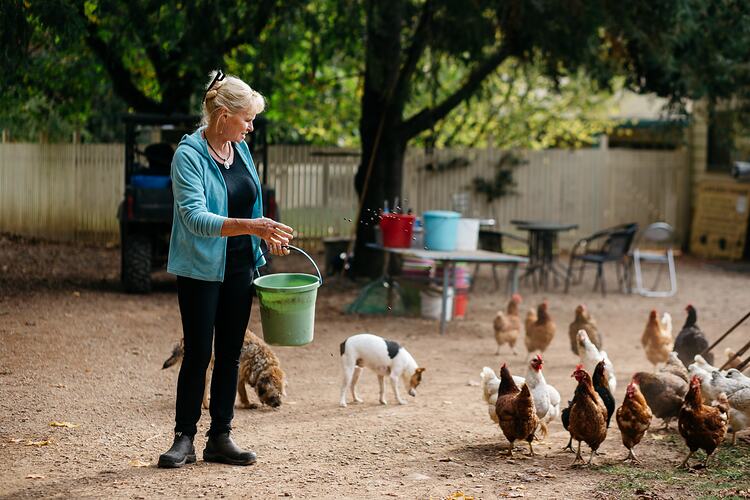Woman holding bucket feeding chickens.