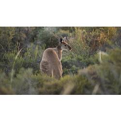 Grey kangarooon all four legs viewed from behind.