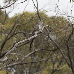 Silver-grey dove in tree.