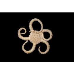 Brittle star with curled arms.