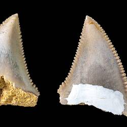 Two triangular teeth with serrated edges.