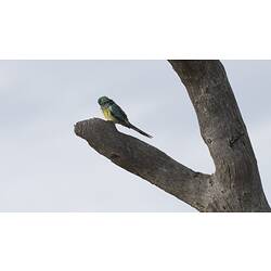 Green and yellow parrot on bare branch.
