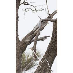 <em>Coracina novaehollandiae</em>, Black-faced Cuckoo-shrike. Wyperfeld National Park, Victoria.