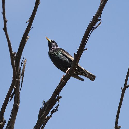 Shiny black bird on bare branch.