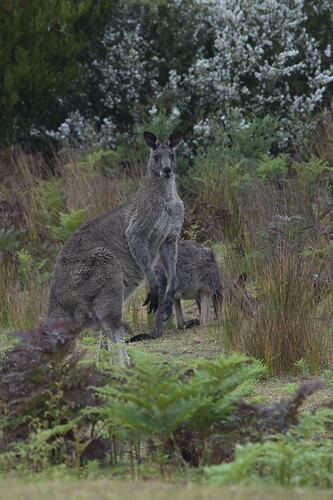 Two kangaroos in bush.