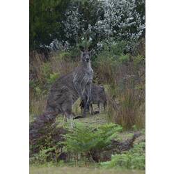 Two kangaroos in bush.