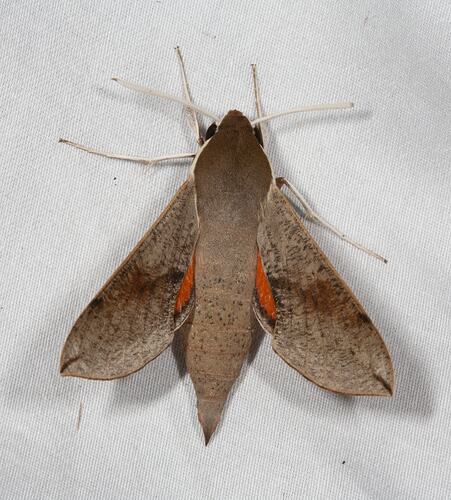 <em>Hippotion scrofa</em>, Coprosma Hawk-Moth. Alpine National Park, Victoria.