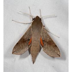 <em>Hippotion scrofa</em>, Coprosma Hawk-Moth. Alpine National Park, Victoria.