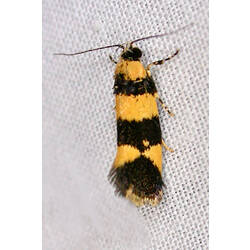 <em>Lichenaula arisema</em>, moth. Great Otway National Park, Victoria.