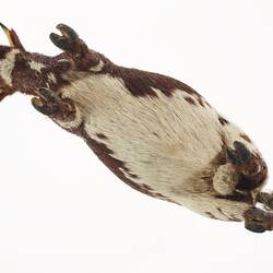 Model of brown and white bull. View from below.