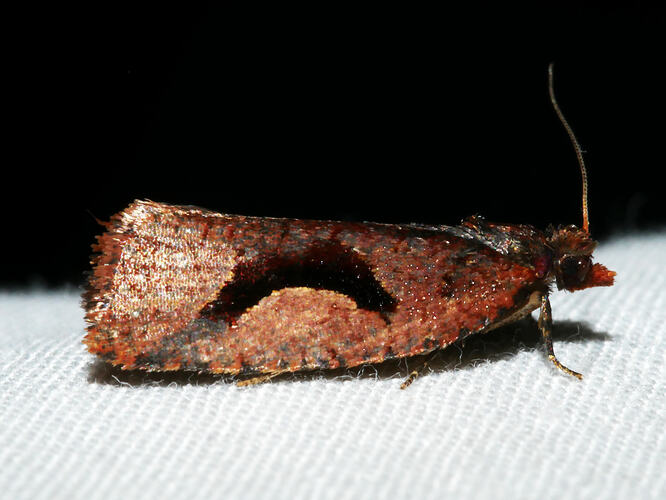 <em>Epitymbia scotinopa</em>, moth. Great Otway National Park, Victoria.