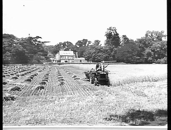 SUNSHINE BINDER IN ENGLAND: THESE WERE TAKEN AT HAMPTON COURT IN A CROP OF OATS YIELDING ABOUT 50 BUSHELS. THE BINDER WAS THE FIRST SENT TO ENGLAND AND THROUGHOUT THE SEASON OPERATED ABOUT 100 ACRES WITHOUT ANY TROUBLE WHATSOEVER.  THE PADDOCK IS GENERALL