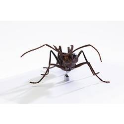 <em>Myrmecia</em> sp., female Bull Ant model. Registration no. HYM 61510