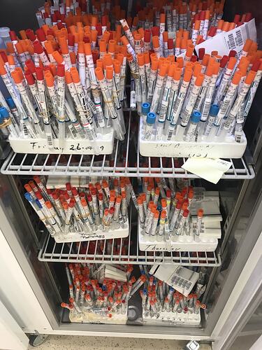 Digital Image - 1200 Queued Swabs for Testing, Doherty Institute, Parkville, 2020