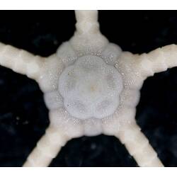 Back view of white brittle star with close-up of dorsal disc on black background.