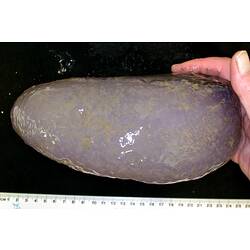 Side view of rounded purple sea cucumber in hand on black background with ruler.