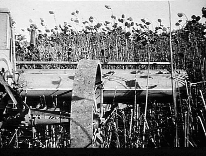HARVESTING SUNFLOWERS AT KYABRAM, VIC.: APRIL 1949