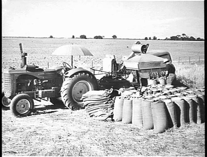 A HALT FOR BAGGING-OFF. MR. O. WILSON OF ROCHESTER, VICTORIA, WITH HIS SUNSHINE NO. 4 POWER-DRIVE HEADER AND SUNSHINE MASSEY HARRIS TRACTOR HARVESTED 36 BUSHELS OF MAGNET WHEAT TO THE ACRE: JAN 1951