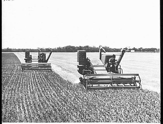 TWO 780 MASSEY HARRIS SELF PROPELLED HEADERS TAKING OFF 2850 BUSHELS A DAY, HARVESTING 1700 ACRES ON THE FARM OF MESSRS. BRENNAN BROS., SEA LAKE, VIC: DEC 1953