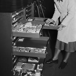A woman in a lab coat bends over an open drawer of geology specimens.