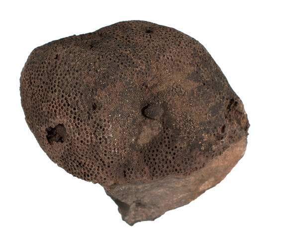 <em>Heliolites</em> sp., fossil coral. [P 94178]