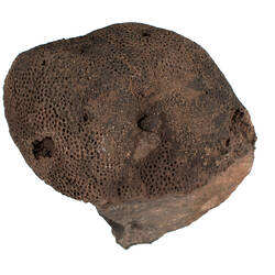<em>Heliolites</em>