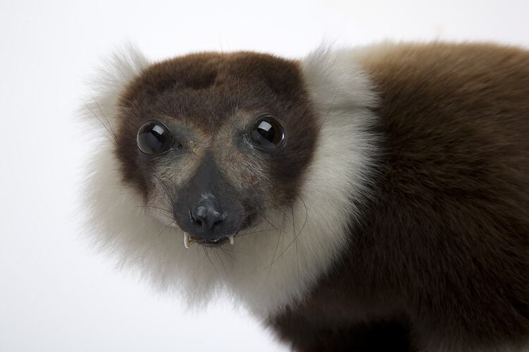 Mounted taxidermy specimen of black and white lemur.