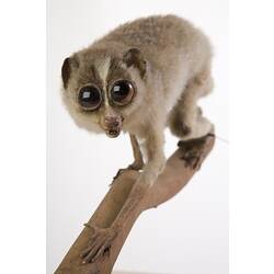 Face-on view of mounted Loris specimen.