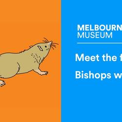 Bishops whitmorei the tiny mammal that lived among Victoria's dinosaurs
