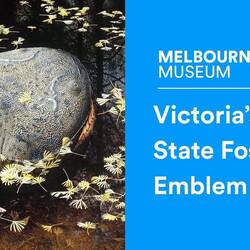 Koolasuchus: Victoria's State Fossil Emblem